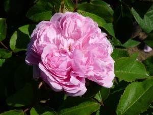 JACQUES CARTIER (Historic) (Portland)